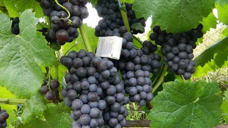 Overview of the Violet early grape variety and features of its cultivation