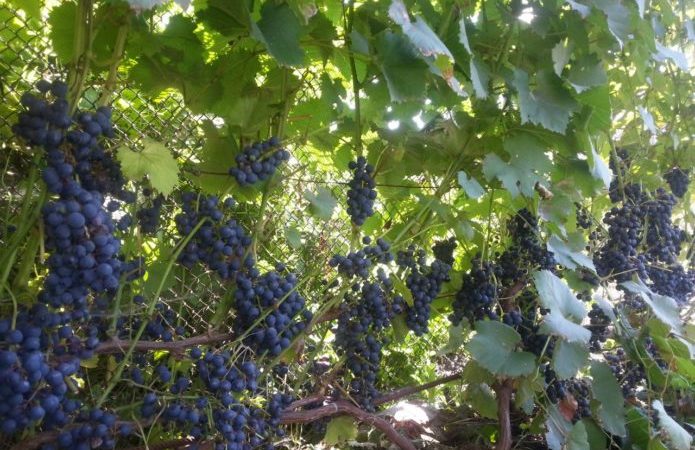 Overview of the Violet early grape variety and features of its cultivation