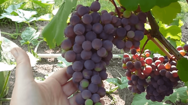 Overview of the Violet early grape variety and features of its cultivation