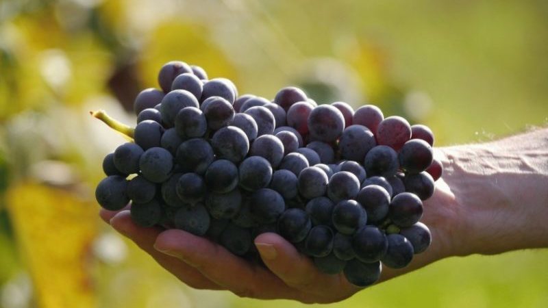 Overview of the Violet early grape variety and features of its cultivation