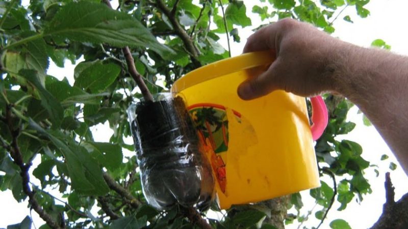 Step-by-step instructions for grafting an apple tree in the summer for beginners