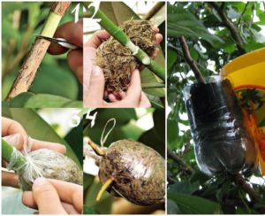 Breeding rules for cherry plum cuttings in summer and the stages of growing a tree from a twig