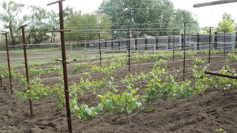 When (in what month) and how to plant grapes with cuttings