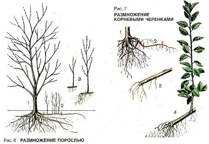 Instructions for propagating plums by cuttings in summer: from preparing cuttings to caring for a seedling