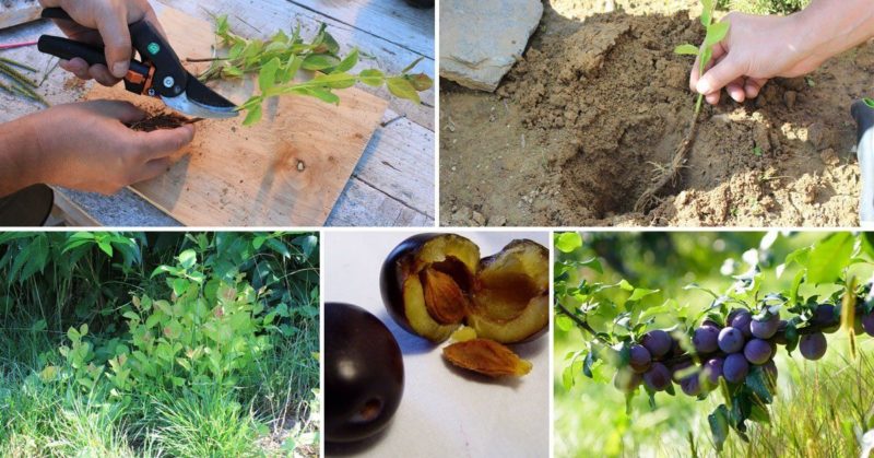 Instructions for propagating plums by cuttings in summer: from preparing cuttings to caring for a seedling