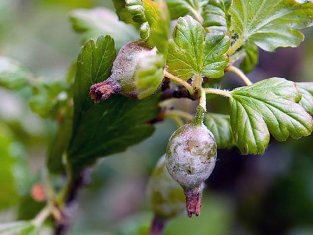 Why do gooseberry berries rot on a bush and what to do about it