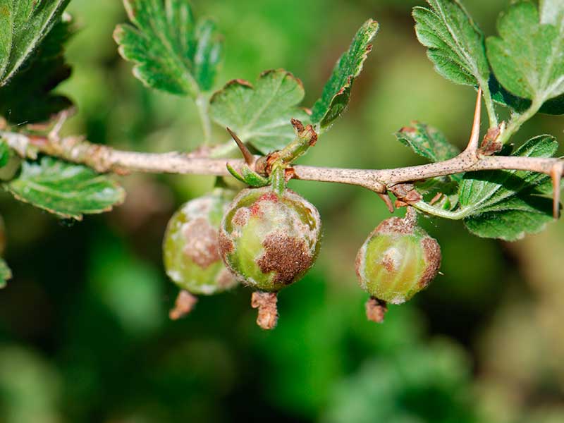Why do gooseberry berries rot on a bush and what to do about it