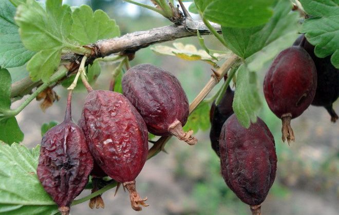 Why do gooseberry berries rot on a bush and what to do about it