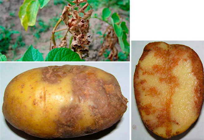 Detailed descriptions and effective treatments for potato diseases