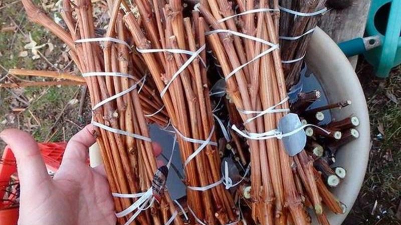 When (in what month) and how to plant grapes with cuttings
