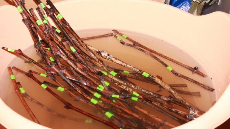 When (in what month) and how to plant grapes with cuttings