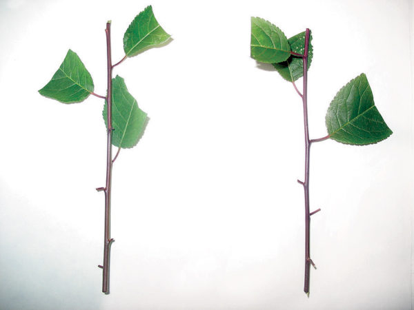 Breeding rules for cherry plum cuttings in summer and the stages of growing a tree from a twig