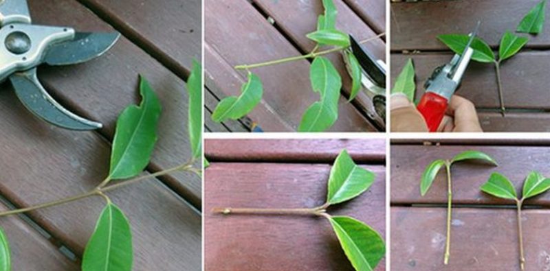 Step-by-step instructions for grafting an apple tree in the summer for beginners