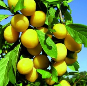 Breeding rules for cherry plum cuttings in summer and the stages of growing a tree from a twig