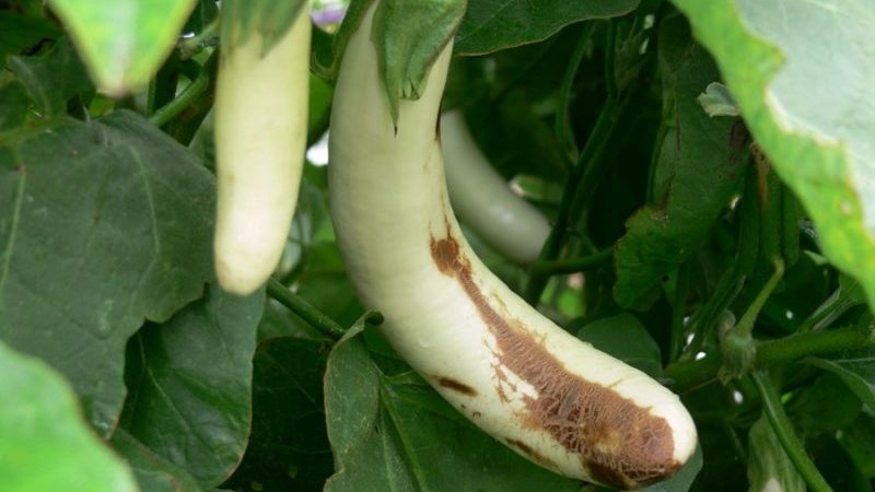 The best ways to treat eggplant diseases: photo and description