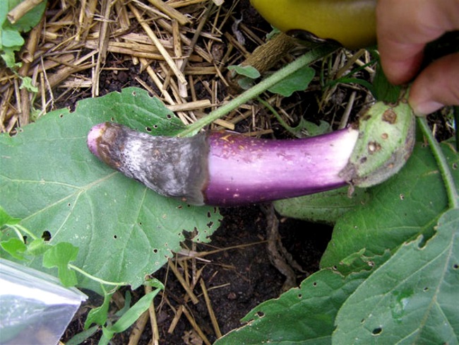 The best ways to treat eggplant diseases: photo and description