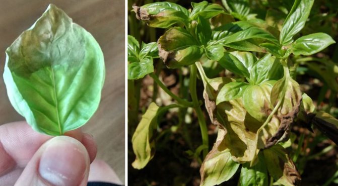 Finding out why basil turns yellow and eliminating the problem effectively