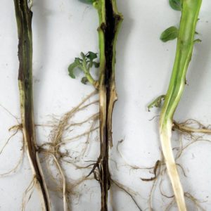 Finding out why basil turns yellow and eliminating the problem effectively