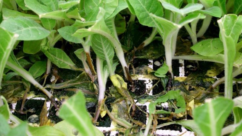 The best ways to treat eggplant diseases: photo and description