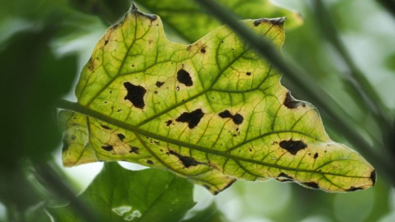 The best ways to treat eggplant diseases: photo and description