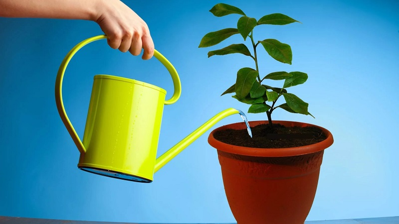 How to properly water indoor lemon