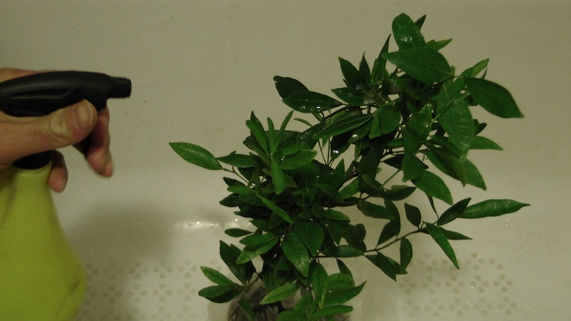 How to properly water indoor lemon