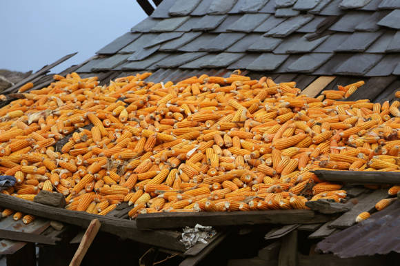 What is a corn dryer, how it works and how to make it yourself