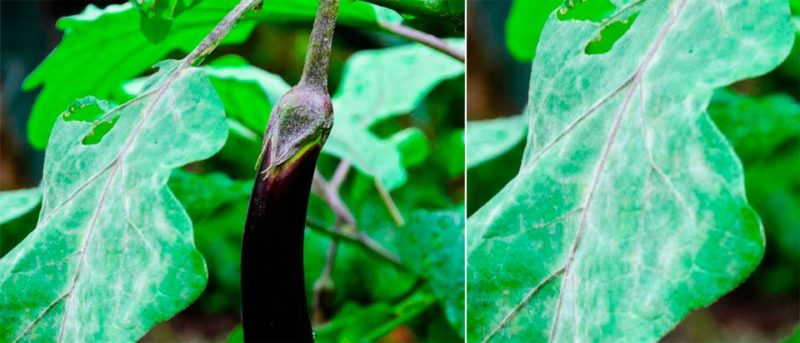 The best ways to treat eggplant diseases: photo and description