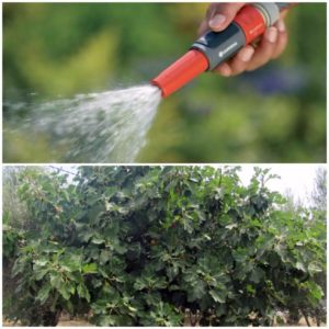How much and how often to water figs in the summer: instructions for beginners