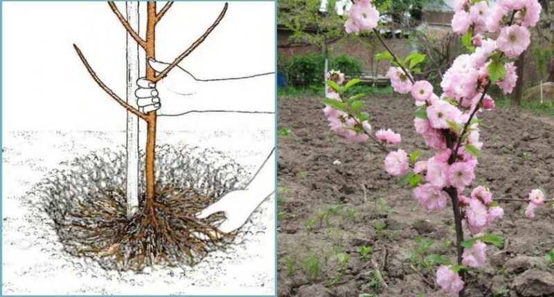 A beginner's guide to planting almonds in the fall