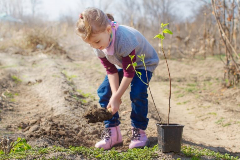 A beginner's guide to planting almonds in the fall