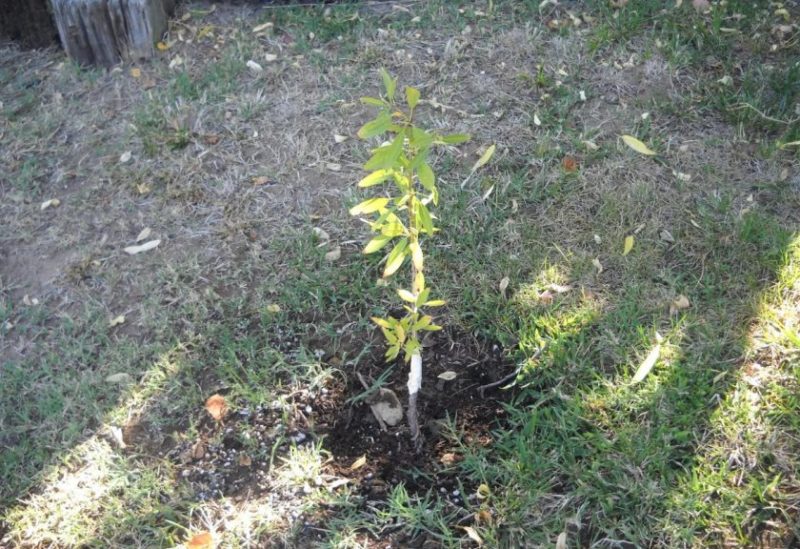 A beginner's guide to planting almonds in the fall