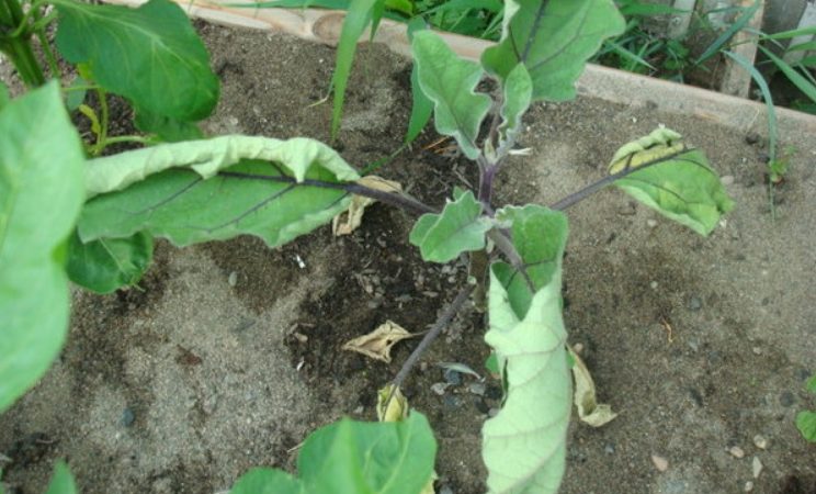 The best ways to treat eggplant diseases: photo and description