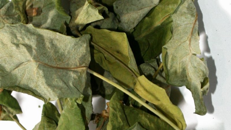 How to dry honeysuckle for the winter at home