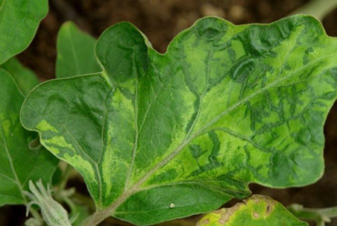 The best ways to treat eggplant diseases: photo and description
