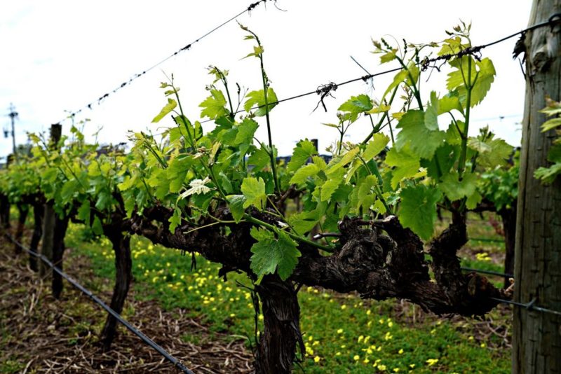 Summer grape care: essential vineyard work and advice from experienced winegrowers