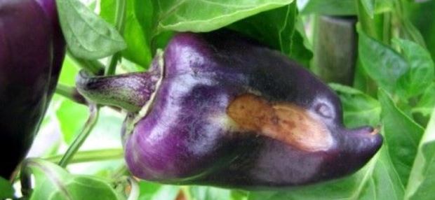 The best ways to treat eggplant diseases: photo and description